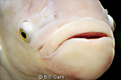 Taken at Shark Reef, Mandalay Bay, las Vegas by Bill Cain 